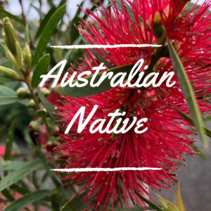 Australian Native