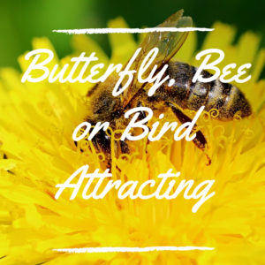 Butterfly, Bee or Bird Attracting