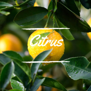 Citrus