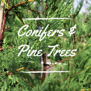 Conifer