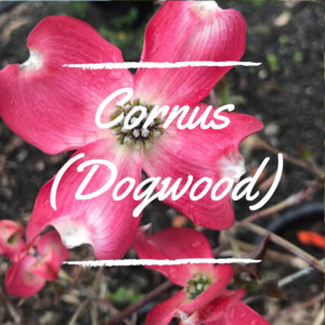 Cornus (Dogwood)