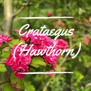 Crataegus (Hawthorn)