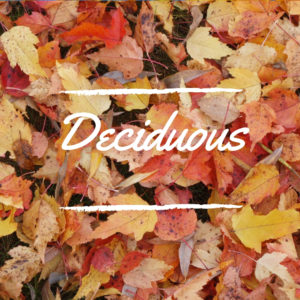 Deciduous