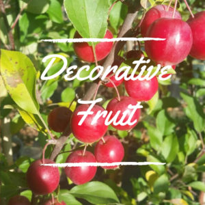 Decorative Fruit