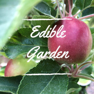 Edible Garden