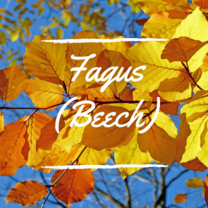 Fagus (Beech)