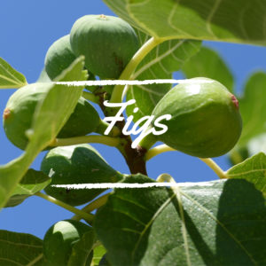 Fig