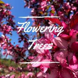 Flowering Trees