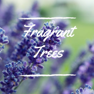 Fragrant Trees