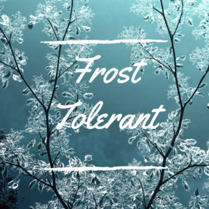 Frost Tolerant