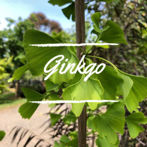 Ginkgo