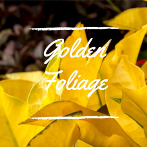 Golden Foliage