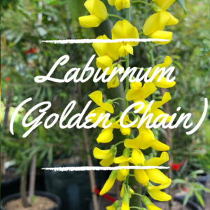 Laburnum (Golden Chain)