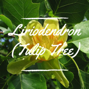 Liriodendron (Tulip Tree)