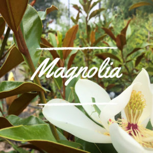 Magnolia