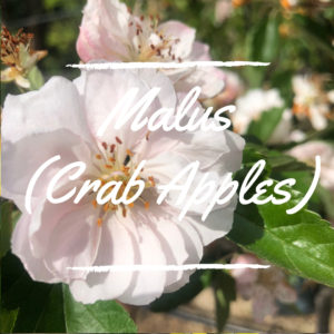 Malus (Crab Apple)