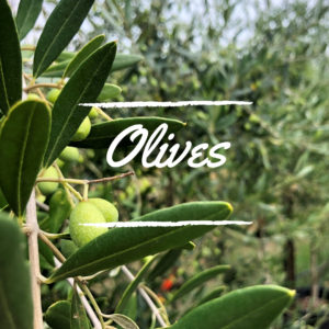 Olives