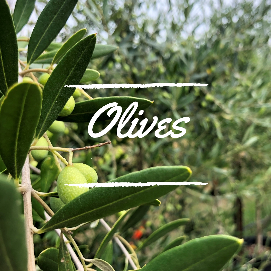 Edible Garden Archives Blerick Tree Farm