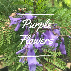 Purple Flowers