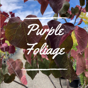 Purple Foliage