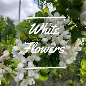 White Flowers