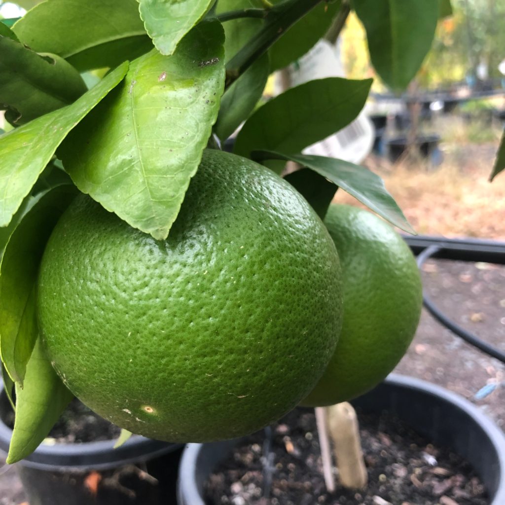 Grapefruit Ruby Red Blerick Tree Farm