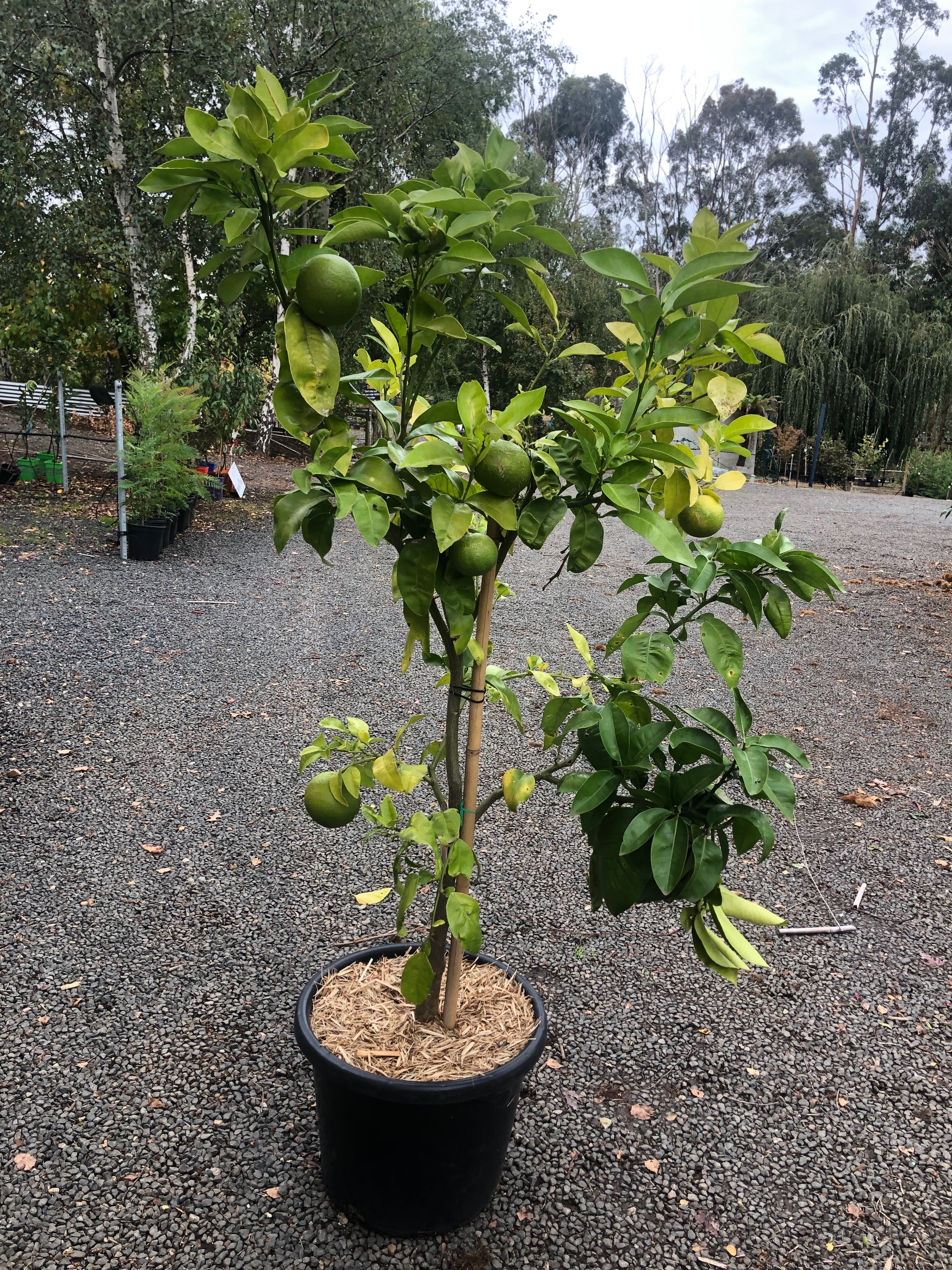 Grapefruit - Ruby Red - Blerick Tree Farm