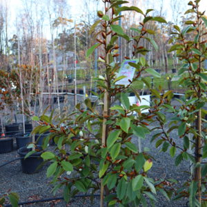 Magnolia (syn. Michelia) hybrid var. 'Cream Fairy' pbr