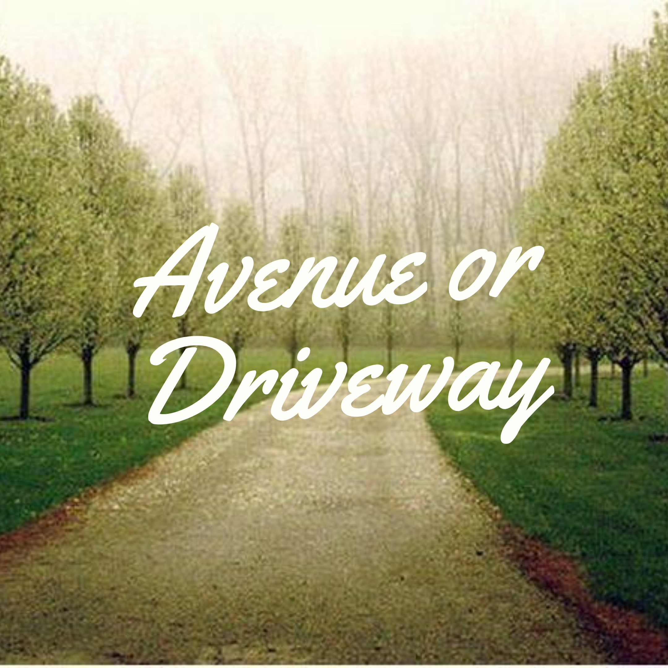 Avenue or Driveway