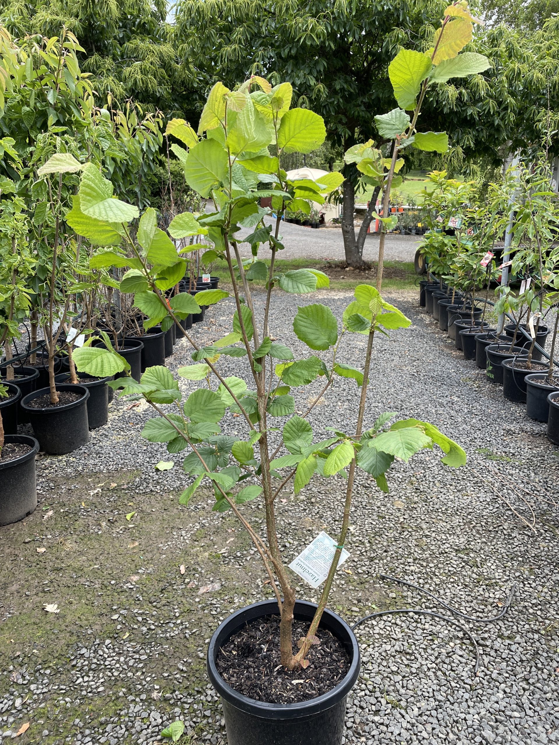 Hazelnut Cosford Blerick Tree Farm