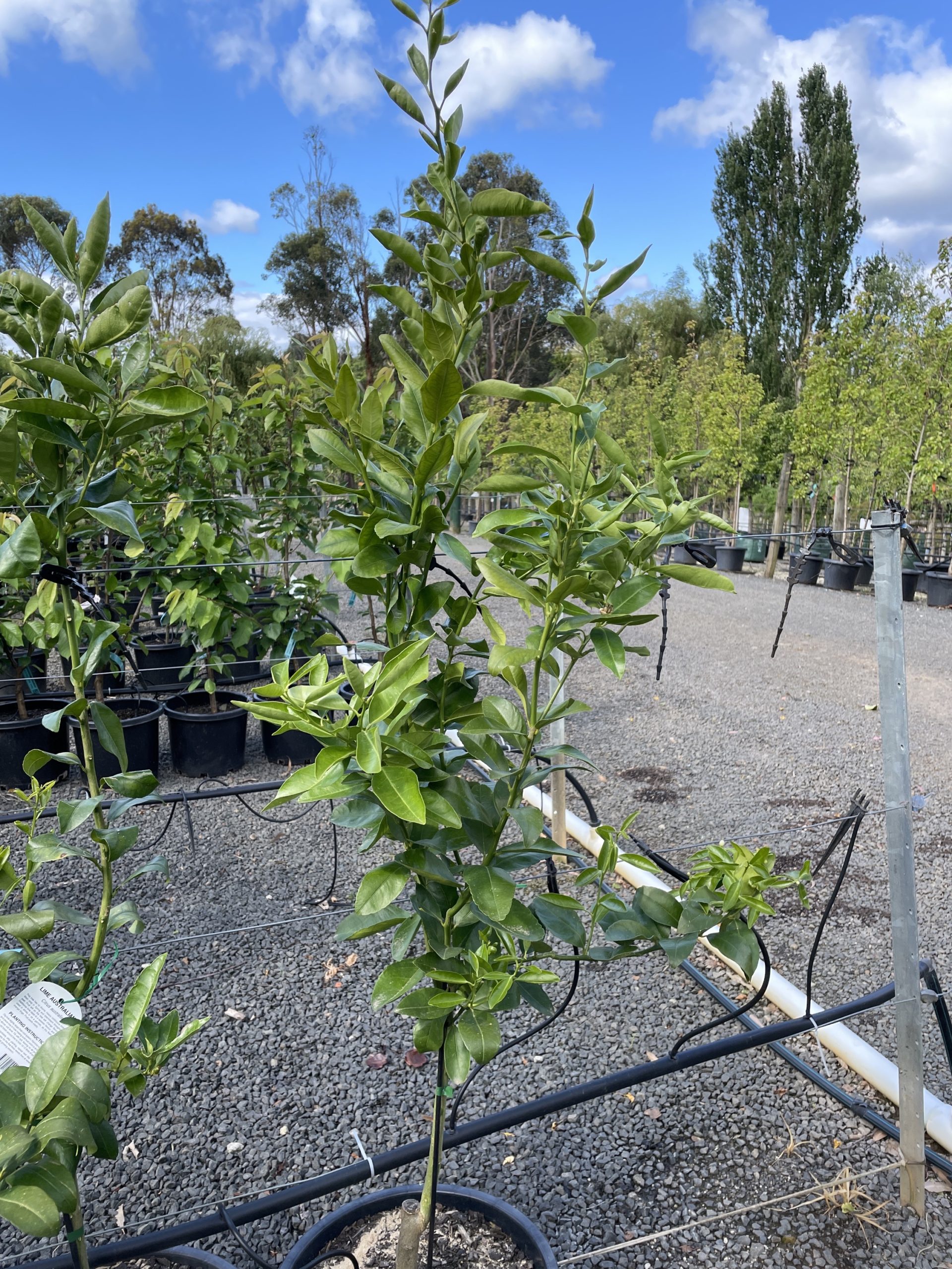 Lime Australian Blerick Tree Farm