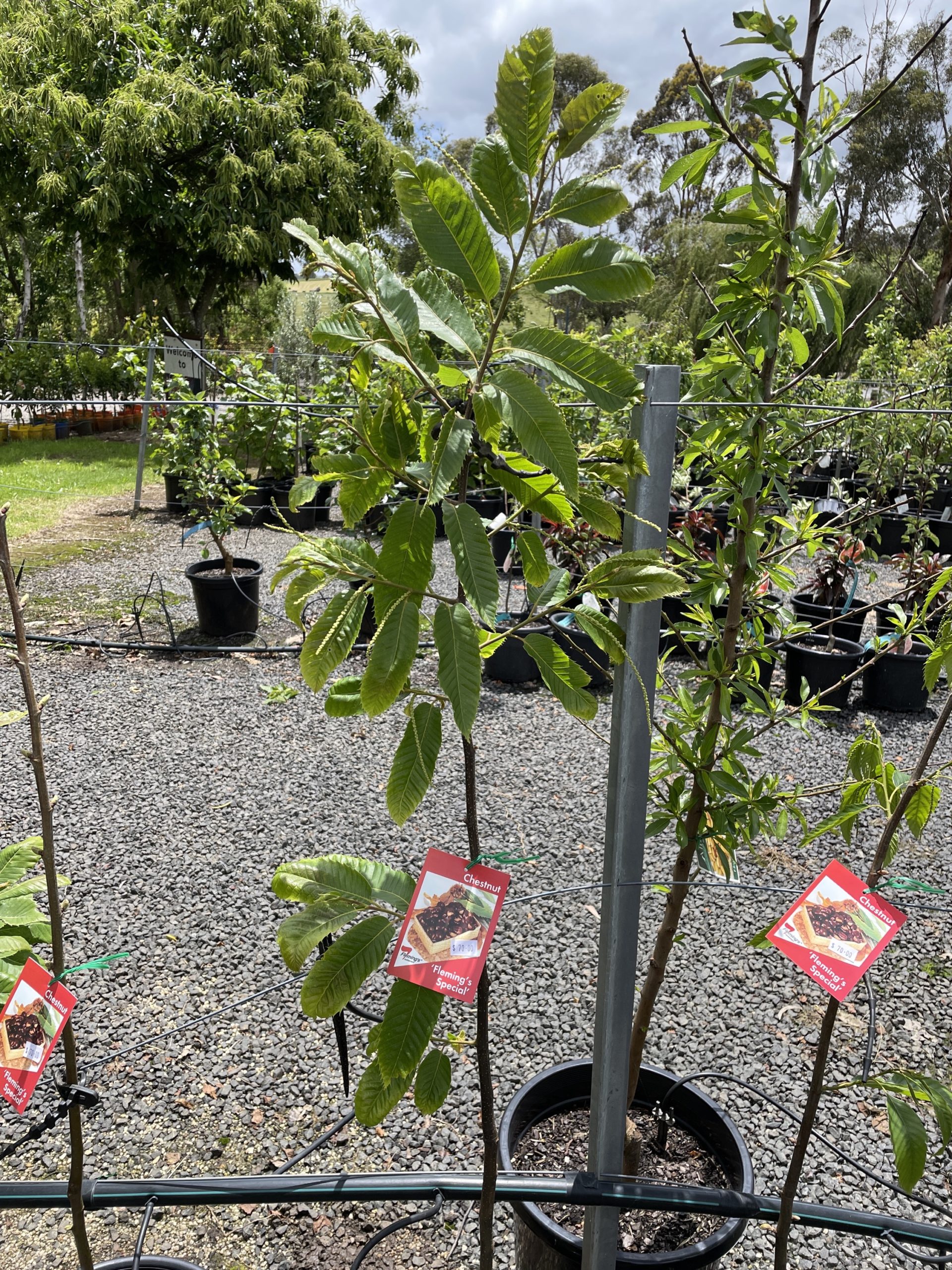 Chestnut - Flemings Special - Blerick Tree Farm
