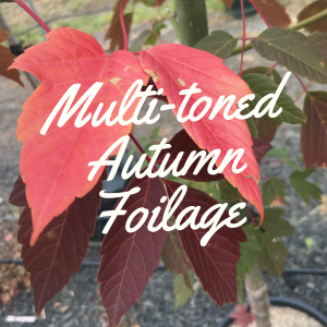 Multi-toned Autumn Foliage