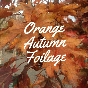 Orange Autumn Foliage