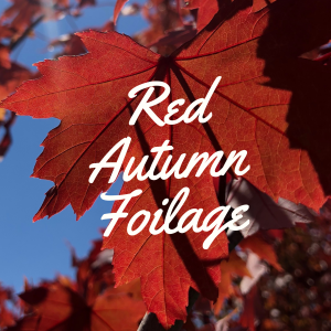 Red Autumn Foliage