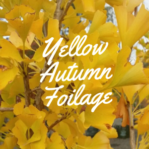 Yellow Autumn Foliage