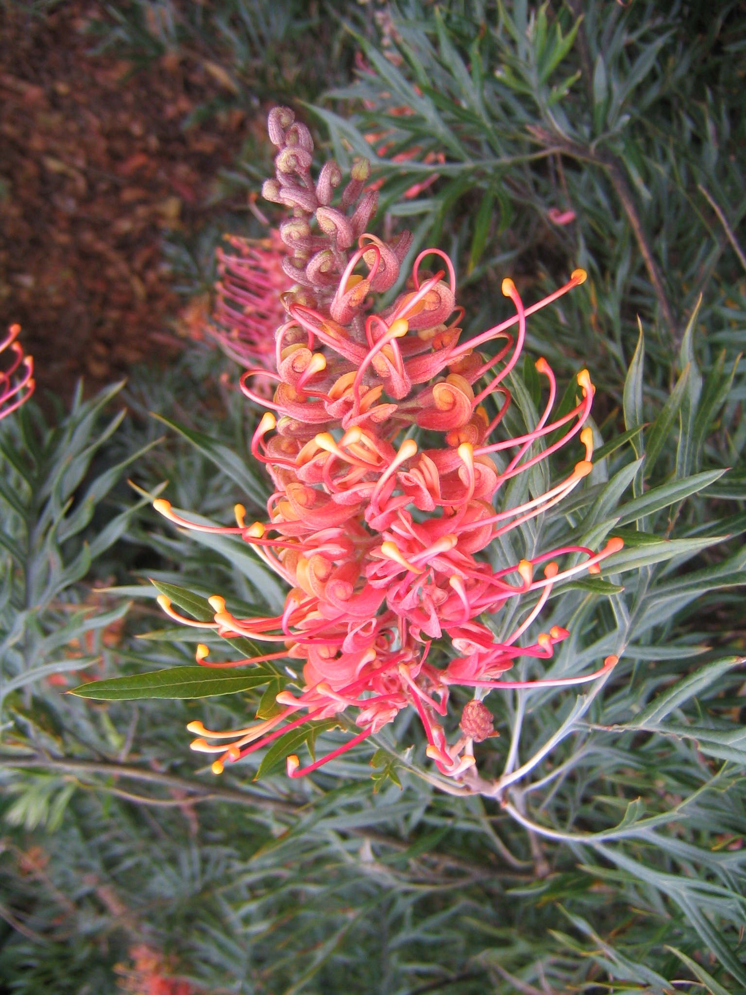 Grevillea 'Superb' Blerick Tree Farm