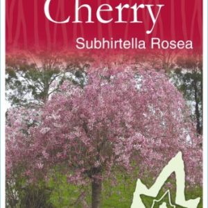 Prunus pendula - Pink Weeping Cherry ‘Pendula Rosea/Rubra’