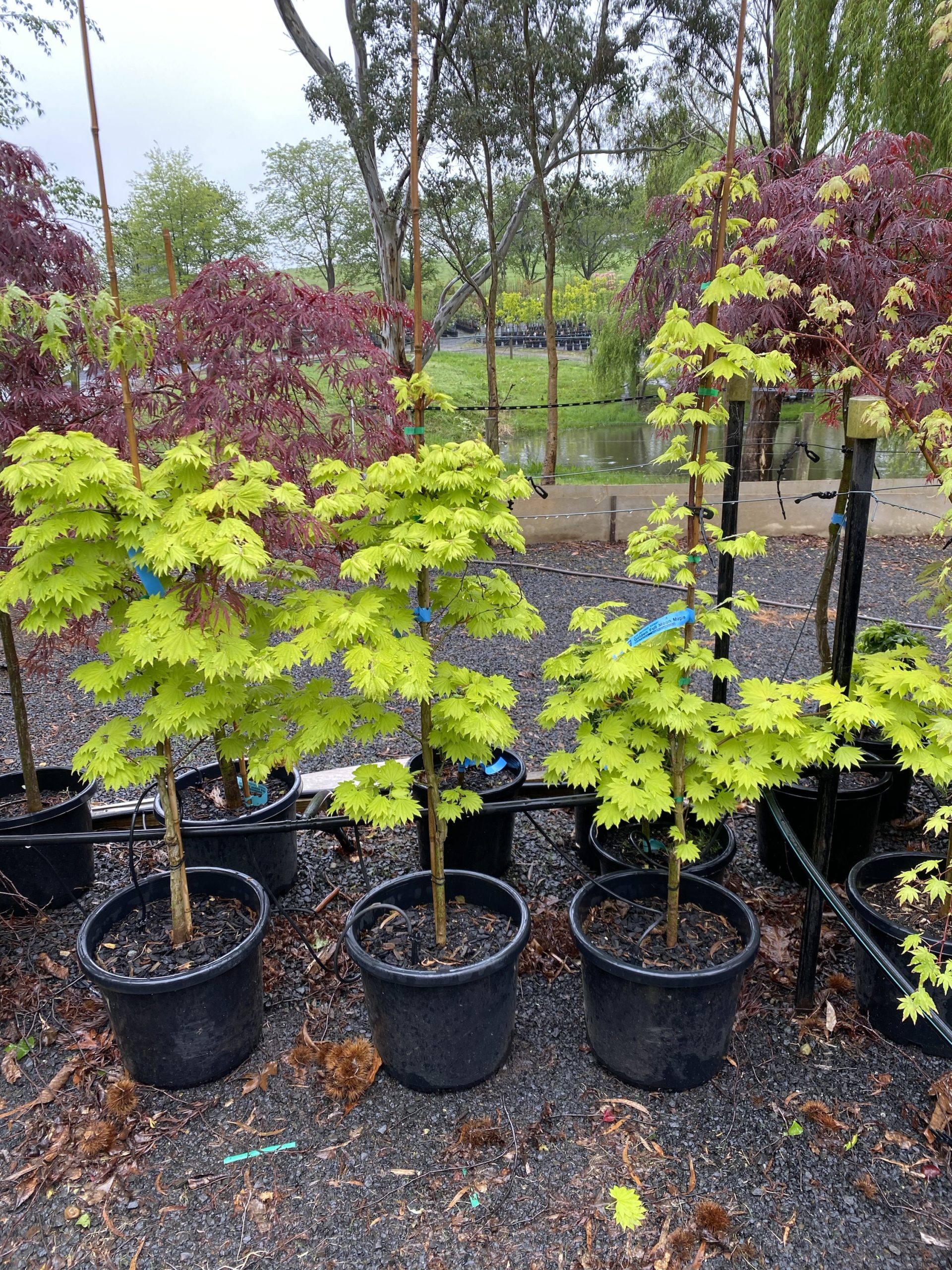 Acer japonicum aureum Golden Full Moon Maple Blerick Tree Farm