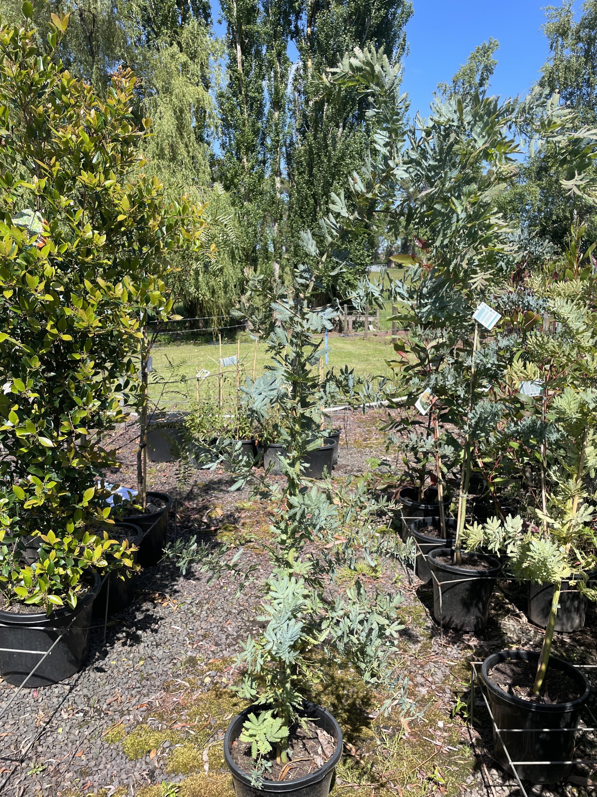 Acacia baileyana Cootamundra wattle Blerick Tree Farm