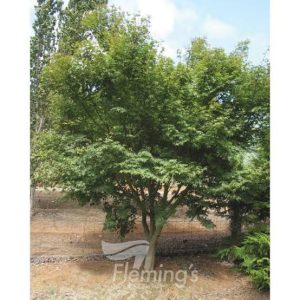 Acer palmatum - Bonfire