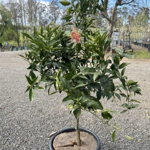 Orange - Mediterranean Sweet