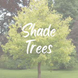 Shade Tree