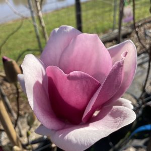Magnolia - Cameo