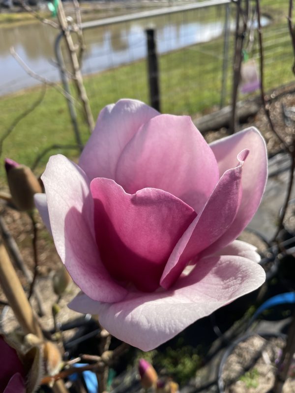 Magnolia - Cameo