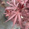 Acer palmatum - Shaina