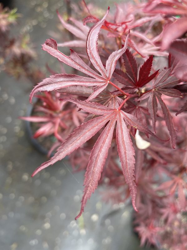 Acer palmatum - Shaina