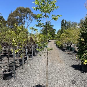 Fraxinus pennsylvanica - Urbdell / Urbanite