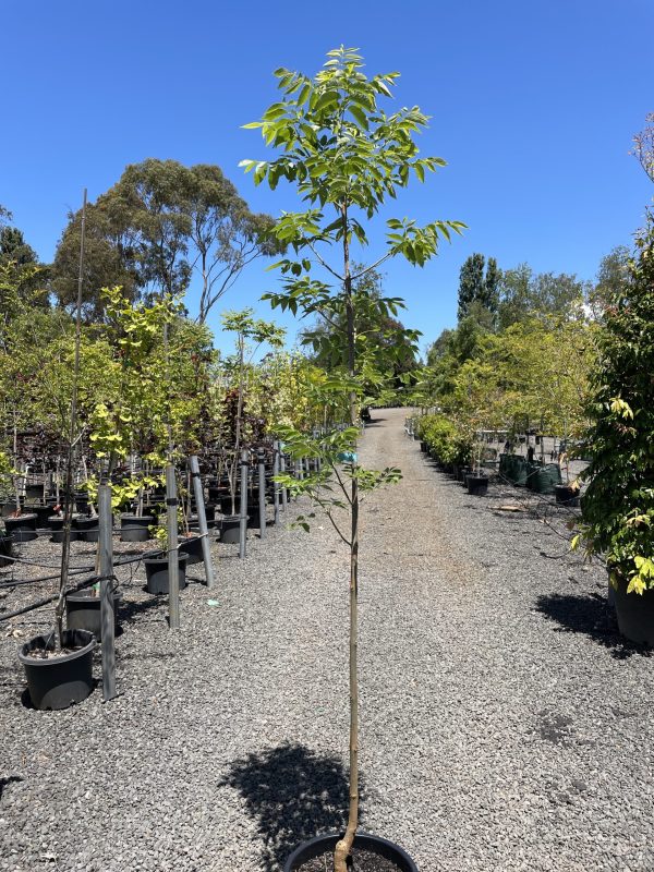 Fraxinus pennsylvanica - Urbdell / Urbanite