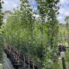 Populus nigra italica - Lombardy Poplar - Image 2